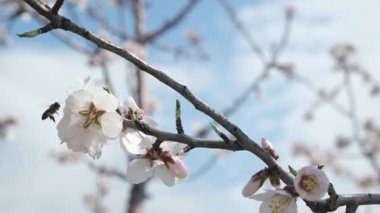 Bir arı, meyve ağacındaki beyaz çiçeklerin polenlerini yavaş çekimde toplar. Hassas hareketleri ve ilkbahar güzelliklerini yakalar.
