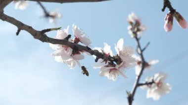 Bir arı, meyve ağacındaki beyaz çiçeklerin polenlerini yavaş çekimde toplar. Hassas hareketleri ve ilkbahar güzelliklerini yakalar.
