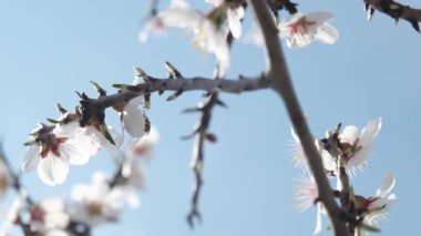 Bir arı, meyve ağacındaki beyaz çiçeklerin polenlerini yavaş çekimde toplar. Hassas hareketleri ve ilkbahar güzelliklerini yakalar.