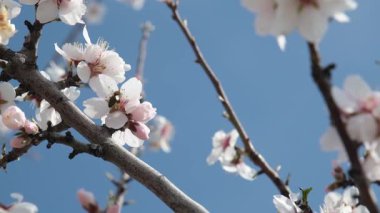 Bir arı, meyve ağacındaki beyaz çiçeklerin polenlerini yavaş çekimde toplar. Hassas hareketleri ve ilkbahar güzelliklerini yakalar.