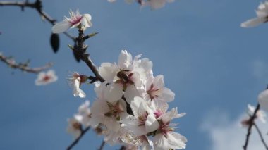 Bir arı, meyve ağacındaki beyaz çiçeklerin polenlerini yavaş çekimde toplar. Hassas hareketleri ve ilkbahar güzelliklerini yakalar.