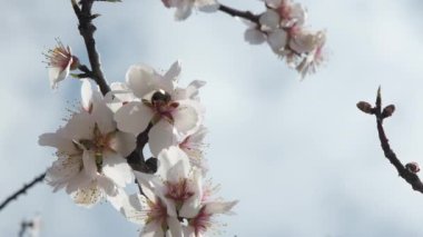 Bir arı, meyve ağacındaki beyaz çiçeklerin polenlerini yavaş çekimde toplar. Hassas hareketleri ve ilkbahar güzelliklerini yakalar.