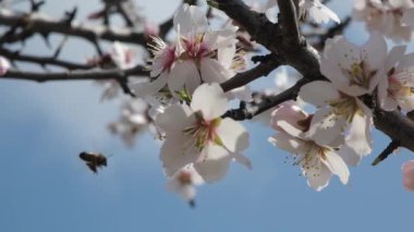 Bir arı, meyve ağacındaki beyaz çiçeklerin polenlerini yavaş çekimde toplar. Hassas hareketleri ve ilkbahar güzelliklerini yakalar.
