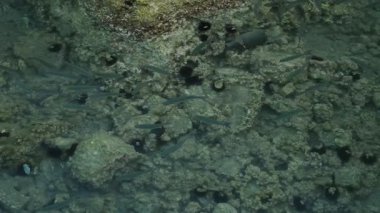 Dans eden yakıcı ışık desenleri ve sığ kıyı sularında deniz kestaneleri olan alg kaplı taşların büyüleyici yavaş çekim görüntüleri.