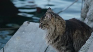 Ağır çekimde sevimli tekir kedi, okyanus kıyısında dalgalarla beklerken, tuhaf bir şekilde etrafına bakıyor.
