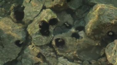 Dans eden yakıcı ışık desenleri ve sığ kıyı sularında deniz kestaneleri olan alg kaplı taşların büyüleyici yavaş çekim görüntüleri.