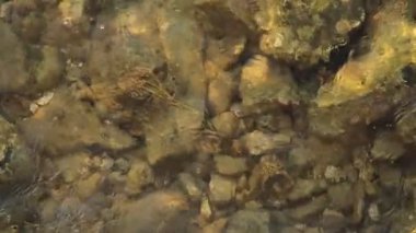 Hypnotic slow motion footage of algae-covered stones with shimmering caustic light patterns and a crab walking in shallow sea waters