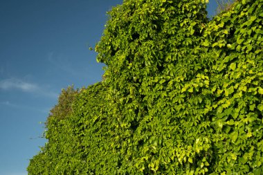 Bereketli yeşil sarmaşık yapraklarıyla kaplı, arka planda açık mavi gökyüzü olan, çarpıcı bir doğal karşıtlık yaratan bir duvarın canlı bir fotoğrafı.
