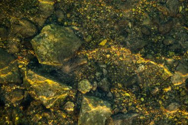 Bir sepetin içindeki deniz yıldızının büyüleyici bir fotoğrafı, berrak okyanus derinliğinde canlı renklerini ve eşsiz dokusunu sergiliyor.