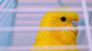 Sarı bir aşk kuşunun gözüne yakın çekim sunan yavaş çekim bir video. Karmaşık detaylarını ve büyüleyici etkisiyle canlı renklerini yakalıyor.