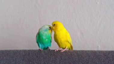 İki renkli muhabbet kuşu (biri mavi, biri sarı) kanepeye tünemiş ve sevimli ağır çekimde etrafa bakıyor.