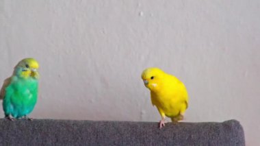 İki renkli muhabbet kuşu (biri mavi, biri sarı) kanepeye tünemiş ve sevimli ağır çekimde etrafa bakıyor.