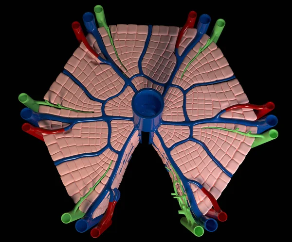 这3D图显示了肝脏在黑色背景的内部结构 — 图库照片