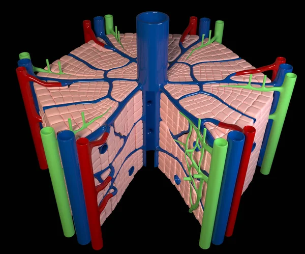 这3D图显示了肝脏在黑色背景的内部结构 — 图库照片