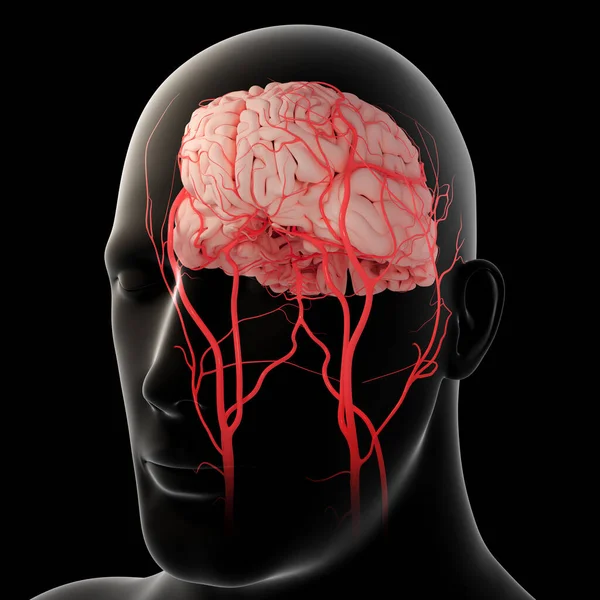 Иллюстрация Показывает Мозговые Артерии — стоковое фото