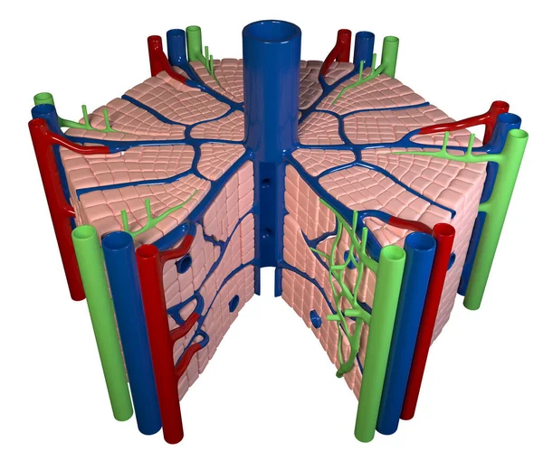 この3D図は 白い背景に肝臓の内部構造を示しています — ストック写真