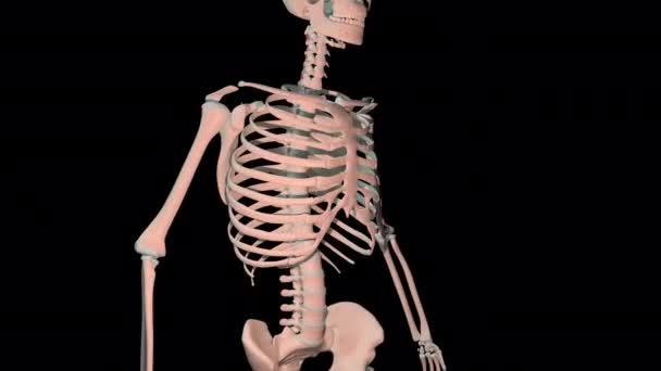 Анимация Показывает Межспинальные Мышцы Полный Цикл Вращения Скелете Человека — стоковое видео