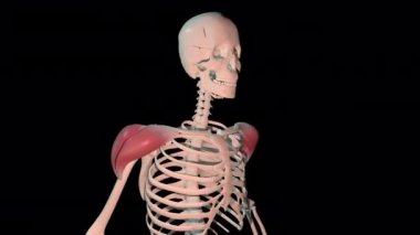 This 3d animation shows the deltoid muscles in full rotation loop on human skeleton