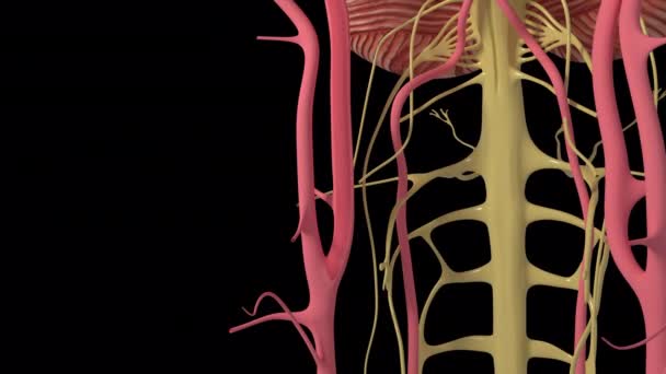 Animation Shows Surgical Removal Brain Clot — Wideo stockowe