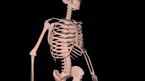 Анімація Показує Обертові Язи Повному Циклі Обертання Людському Скелеті — стокове відео