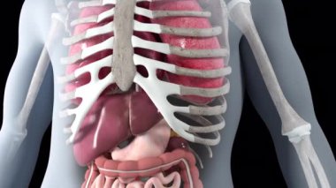 Bu 3 boyutlu animasyon kanserleşen bir karaciğeri gösteriyor.