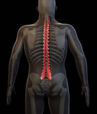 Bu 3D çizim, insan çoklu fidus kaslarının görüntüsünü gösteriyor.