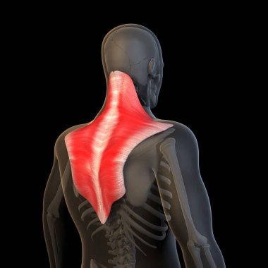 Bu 3 boyutlu resimde insan trapezius kaslarının görüntüsü var.