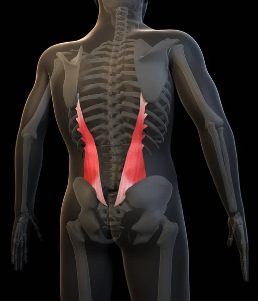 Diese Abbildung Zeigt Eine Ansicht Der Menschlichen Iliocostalis Lumborum Muskeln — Stockfoto