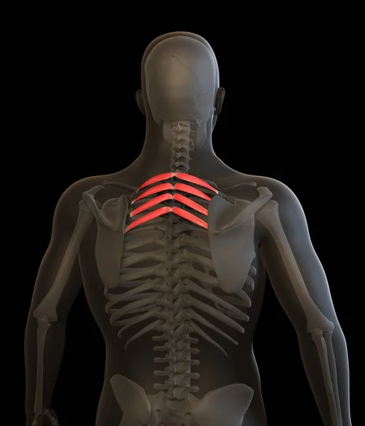 この3D図は ヒトの血清後側の優れた筋肉のビューを示しています — ストック写真