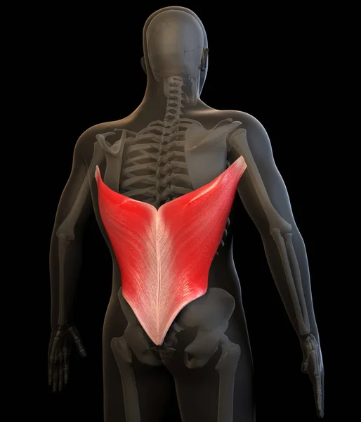这个3D的例子显示了人类的背阔肌 — 图库照片