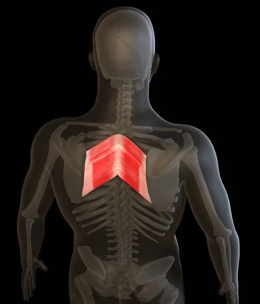 这个3D的例子展示了人类的菱形大肌肉和小肌肉 — 图库照片