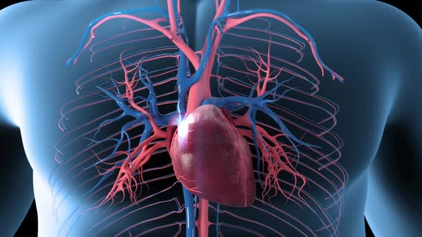この3Dループビデオは心臓の循環の概要です — ストック動画