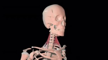Bu 3 boyutlu animasyon, insan iskeletinde tam dönüşümlü olarak skalen kaslarını gösteriyor.