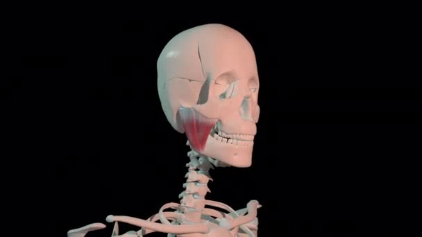 Анимация Показывает Мышцы Массетера Полный Цикл Вращения Скелете Человека — стоковое видео
