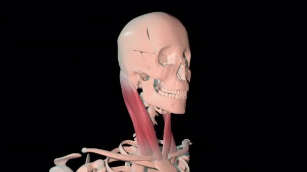 Animation Shows Sternocleidomastoid Muscles Full Rotation Loop Human Skeleton — Stock Video