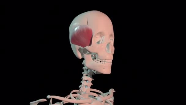 Анимация Показывает Мышцы Височной Кости Полном Цикле Вращения Человеческом Скелете — стоковое видео