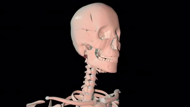 Animation Shows Suboccipital Muscles Full Rotation Loop Human Skeleton — Stock Video