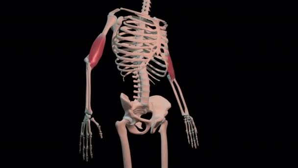 この3Dアニメーションは 人間の骨格上の完全な回転ループ内のBrachialis筋肉を示しています — ストック動画