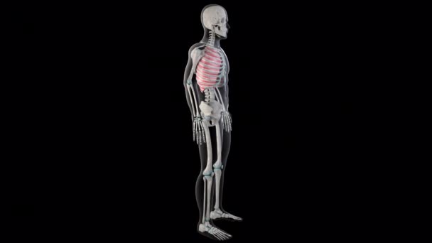 Esta Animação Mostra Músculos Intercostais Externos Todo Corpo Homem — Vídeo de Stock