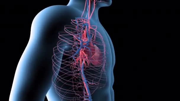 3D动画显示一个男人在X光下旋转着 心脏跳动着 — 图库视频影像