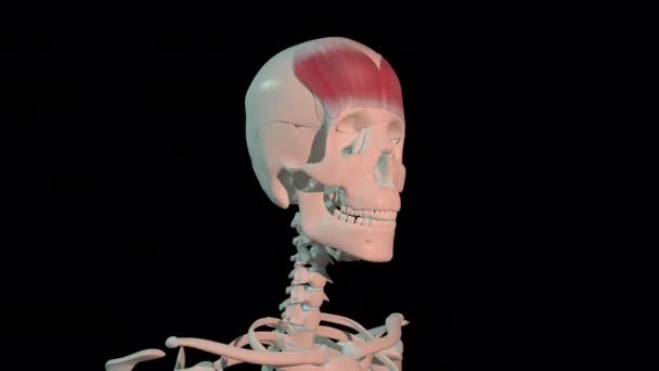 Diese Animation Zeigt Die Stirnmuskulatur Voller Rotationsschleife Menschlichen Skelett — Stockvideo