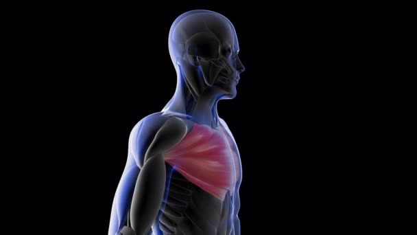 Diese Animation Zeigt Die Brustmuskeln Des Röntgenmenschen — Stockvideo