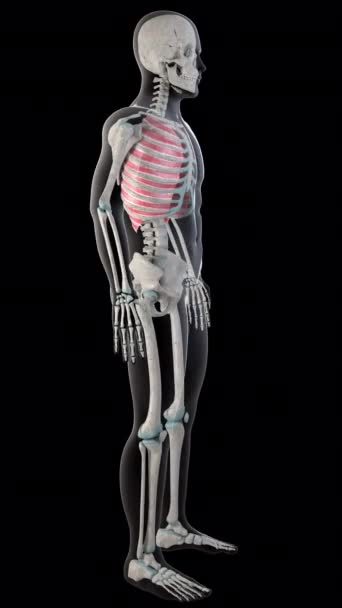 Animation Shows External Intercostal Muscles Whole Man Body — Stock Video