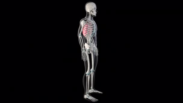 Deze Animatie Toont Serratus Voorste Spieren Het Hele Lichaam Van — Stockvideo