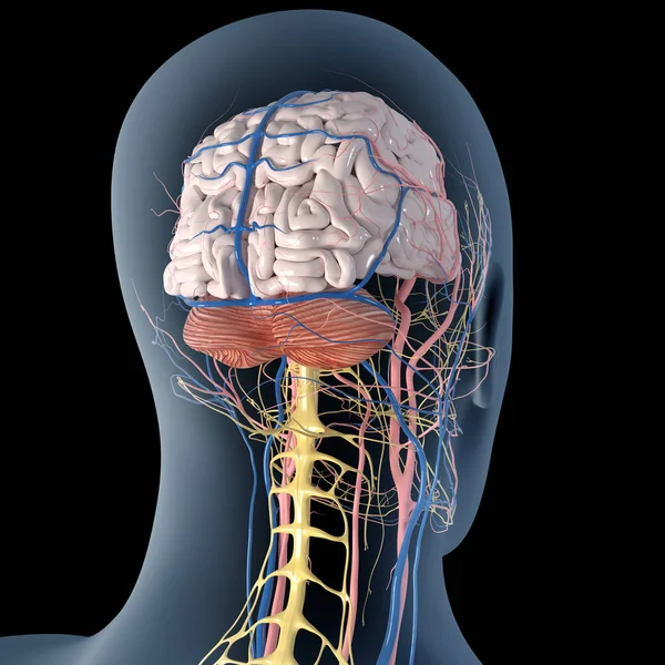 Иллюстрация Показывает Человеческий Мозг Кровеносными Сосудами Нервами — стоковое фото