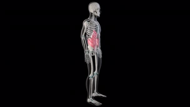 Esta Animación Muestra Los Músculos Oblicuos Abdominales Externos Todo Cuerpo — Vídeo de stock