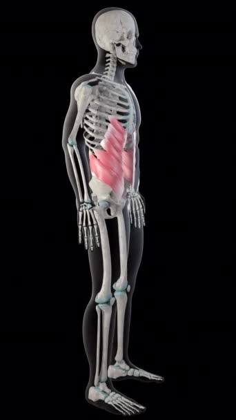 3D动画展示了整个人体的外腹部斜肌 — 图库视频影像