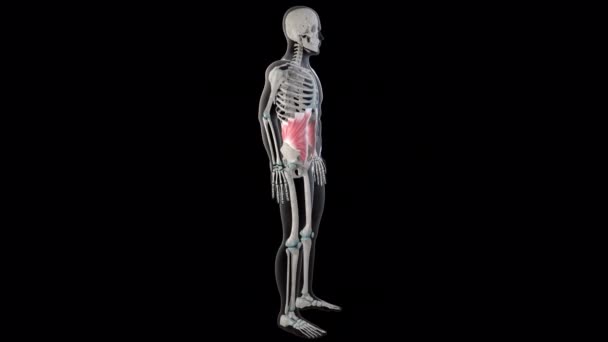 Esta Animación Muestra Los Músculos Abdominales Oblicuos Internos Todo Cuerpo — Vídeo de stock