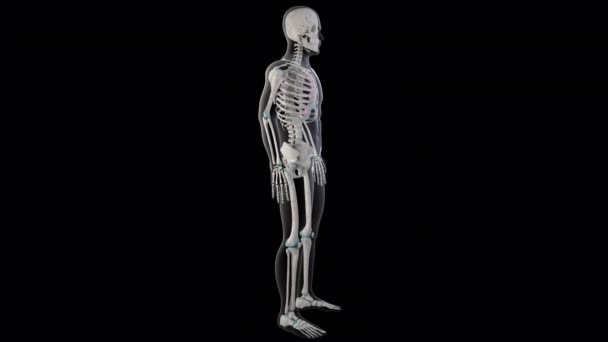 Esta Animação Mostra Músculos Intercostais Internos Todo Corpo Homem — Vídeo de Stock