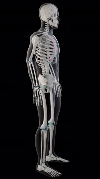 この3Dアニメーションは 全身に内部のインターコスタル筋肉を示しています — ストック動画